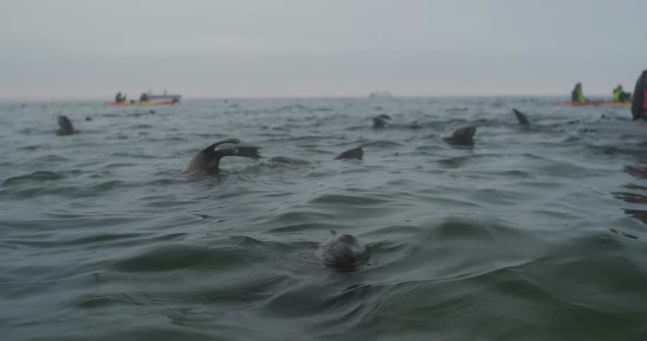 Sea lions swimming around kayakers in the ocean