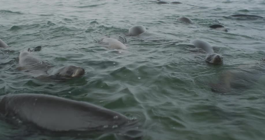 Sea lions on the surface of the sea