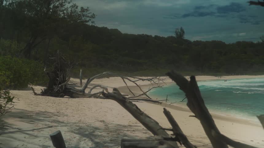 A paradisiacal beach with forest on a sunny day