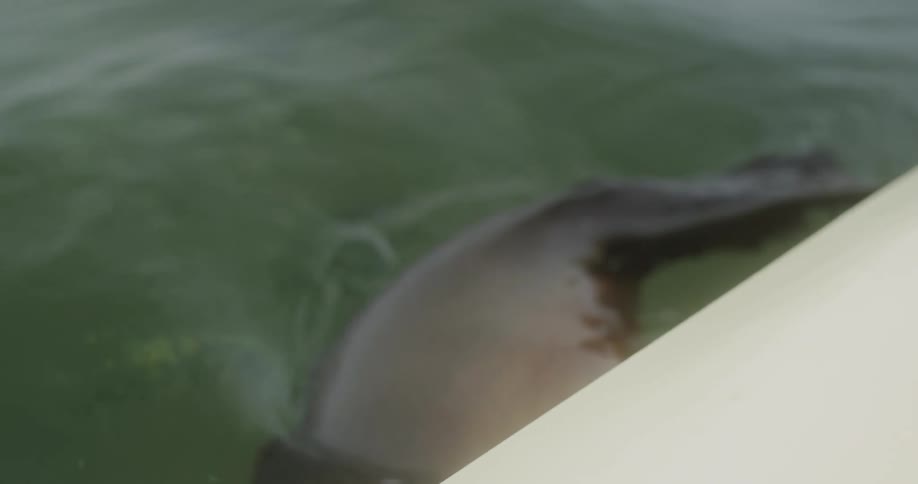 Sea lion swimming near a boat in the ocean