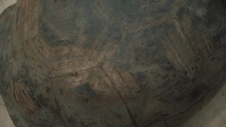 A turtle slowly walking across the sand