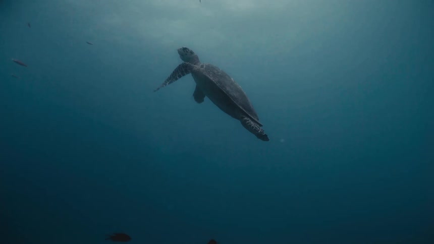 Turtle emerging from the reef and ascending towards the surface amid fish in the sea
