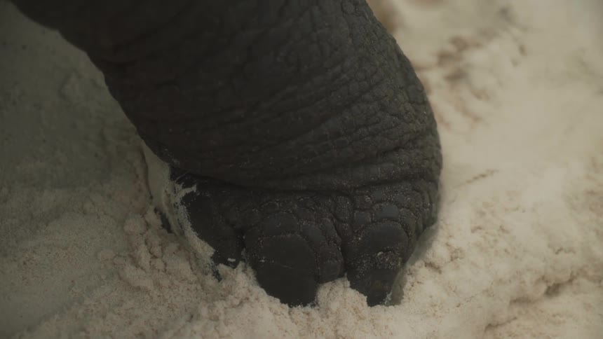 Close up of the foot of a turtle in the sand