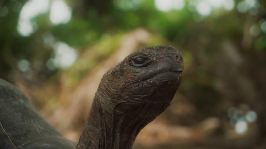 The head of a turtle looking forward and to the sides