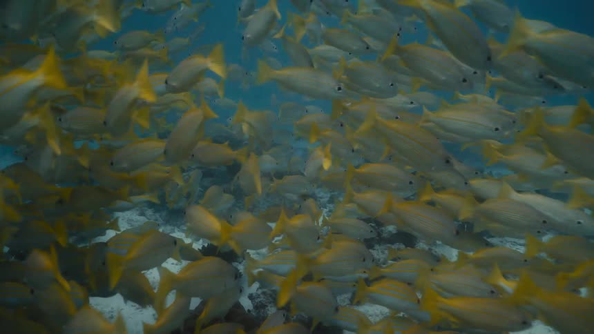 Schools of fish swim near sandy seafloor