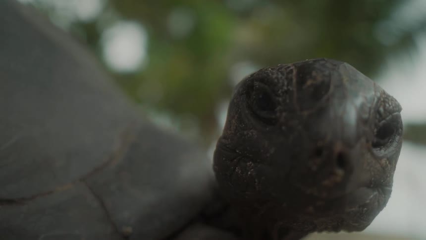 Closeup of a turtle in the midst of nature