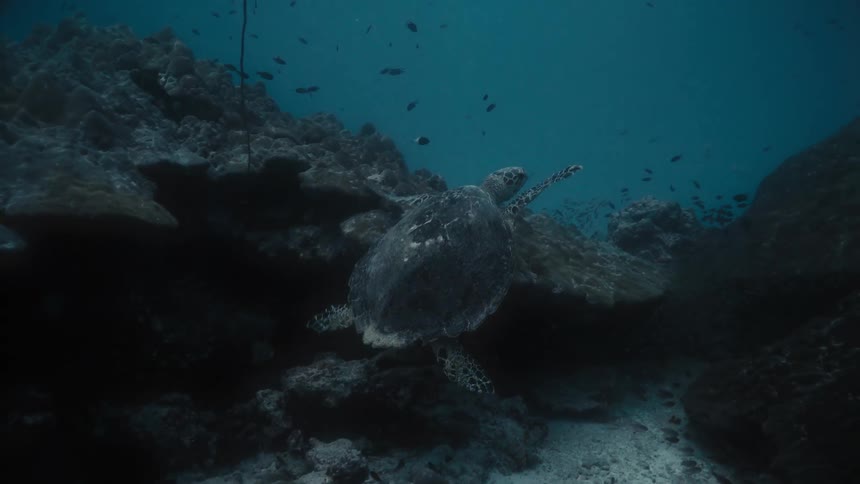 A turtle swimming on the ocean floor among fish and reefs