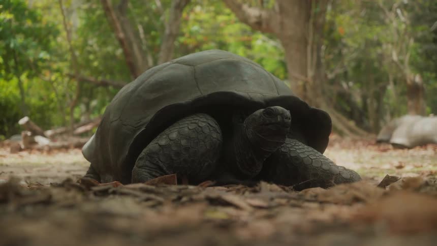 A tortoise is resting on the ground in a shaded area