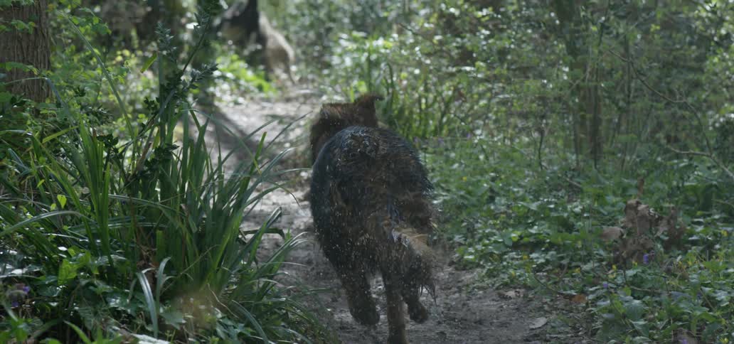 Dogs running in a park during the day