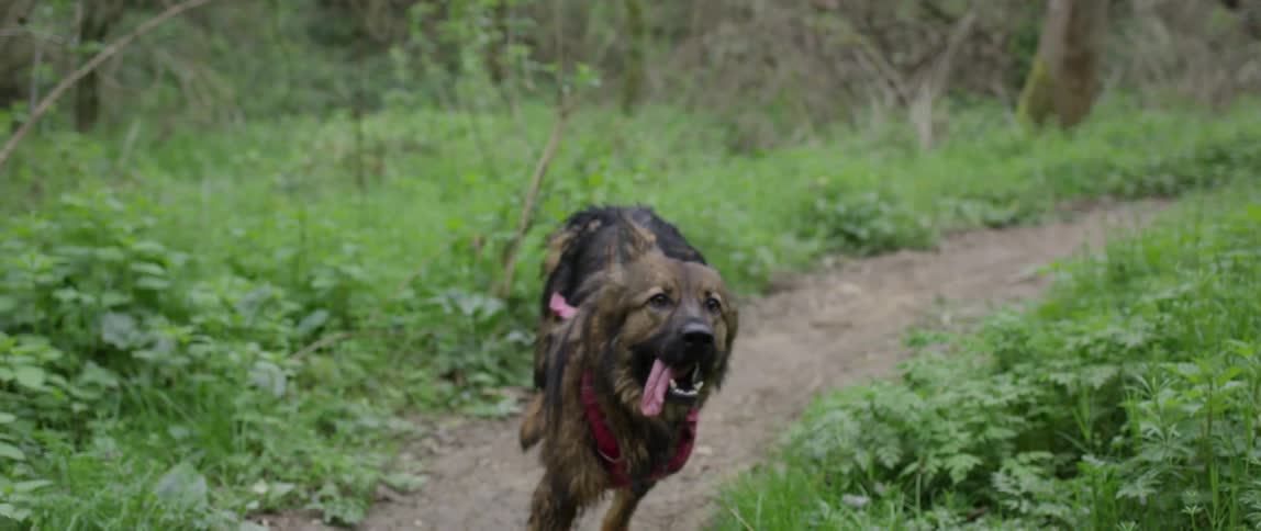 Dog running on a dirt road in the countryside