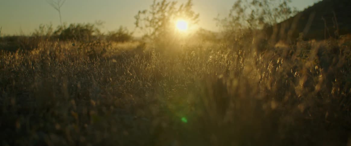 Closeup of a grassy field with bushes and the sunrise on the horizon