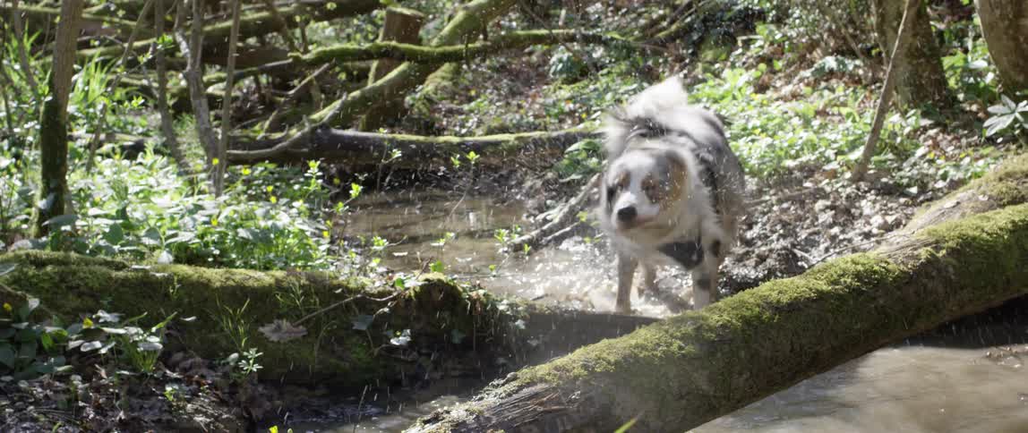 A dog is in a stream and moves to dry himself