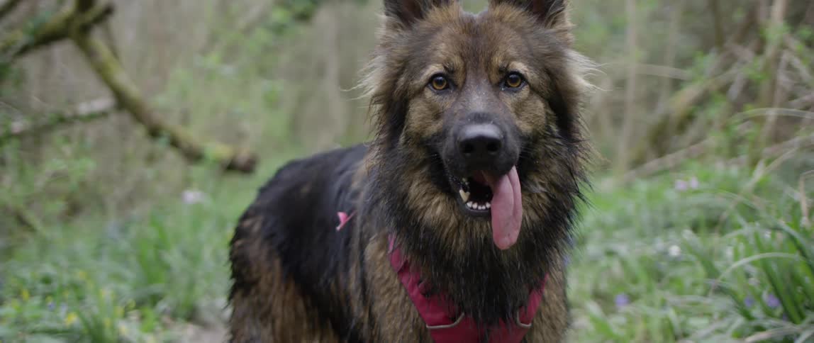 Old german shepherd dog in the green forest