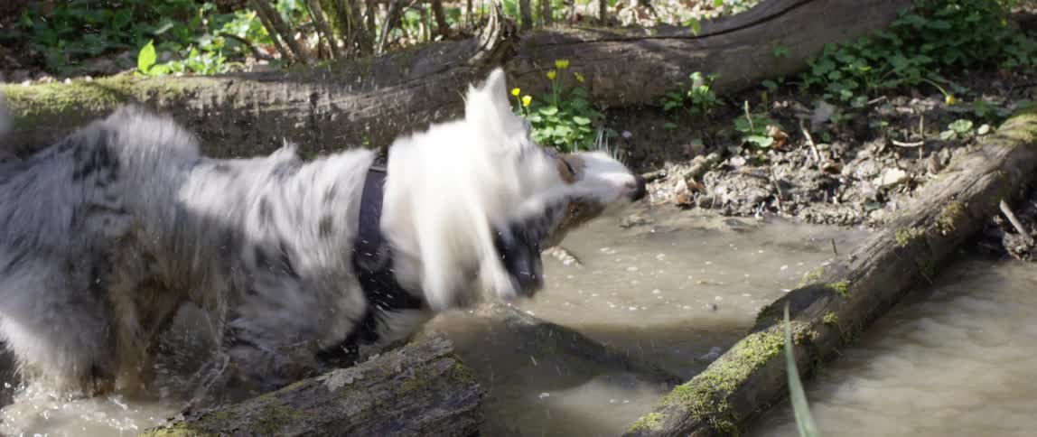 A dog is moving to dry itself because it is wet from being in shallow water