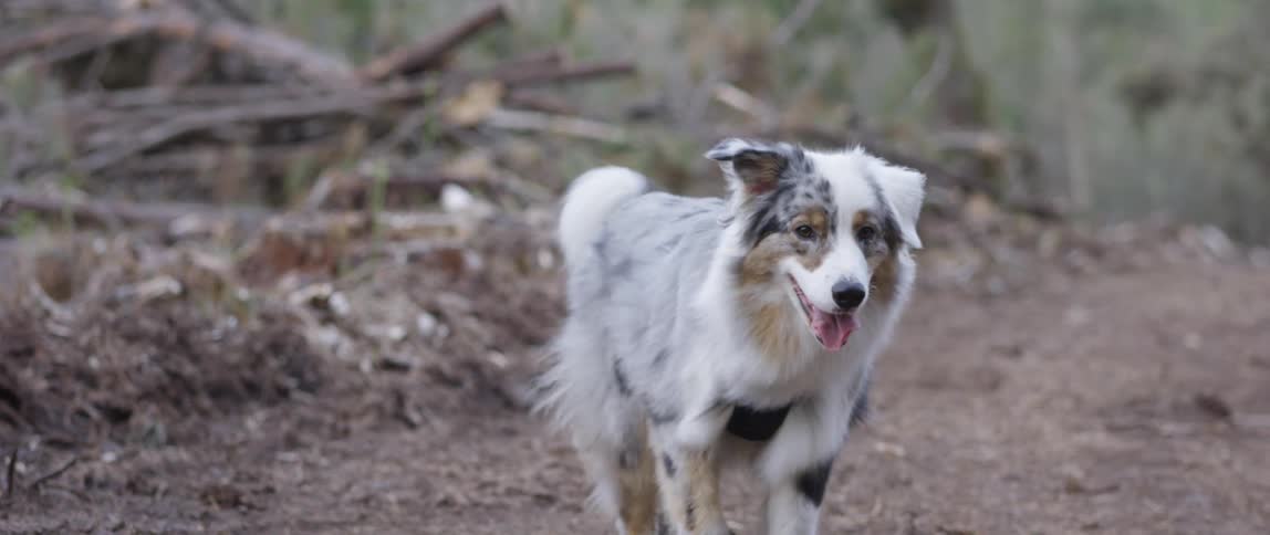 An australian shepherd dog is walking on a dirt floor