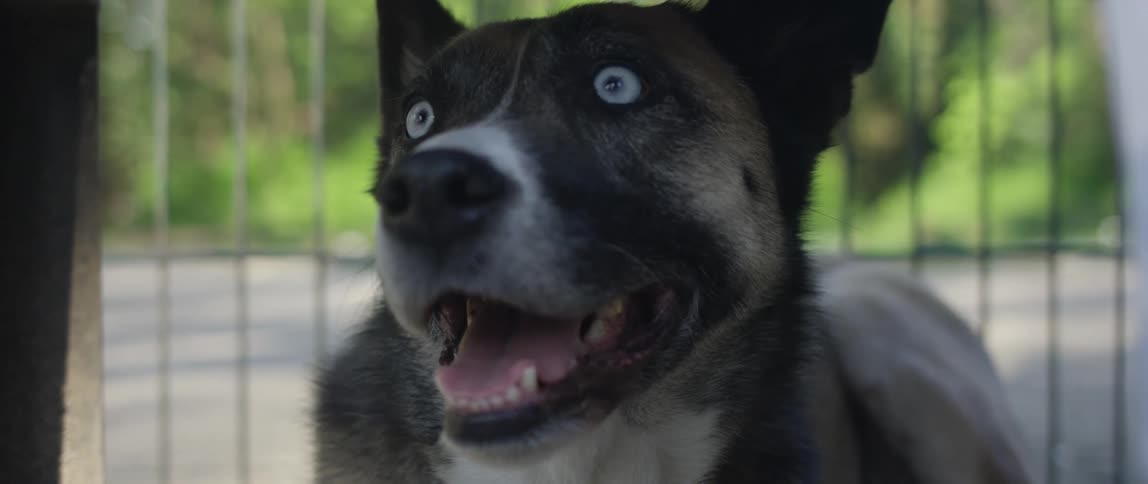A dog is looking around outside
