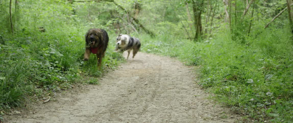 Two dogs running in the midst of nature