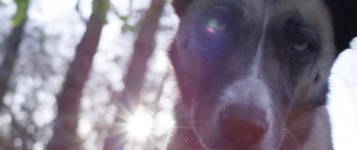 Closeup of a dog with the sunlight reflecting