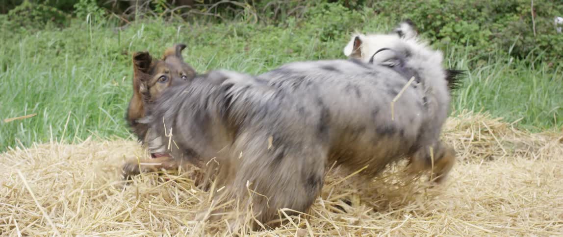 Dogs romp together on hay spread across field