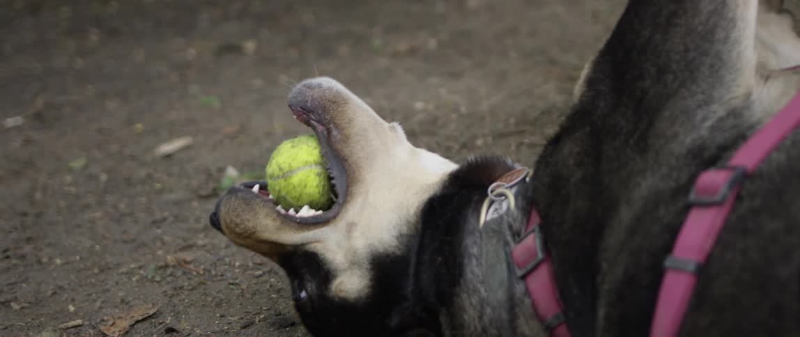 One dog stands over another that lies on its back playing with a ball