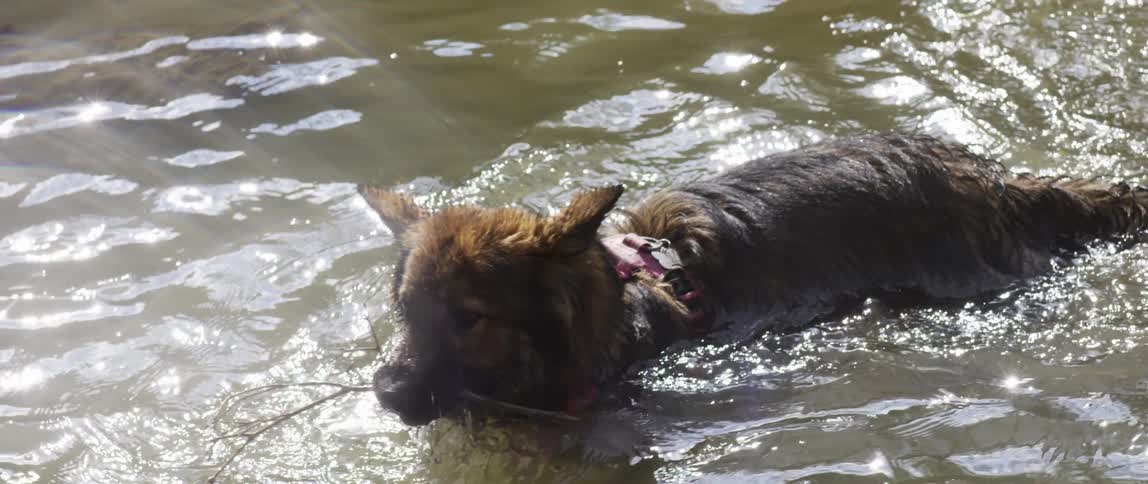 Dog entering a river and fetching a stick