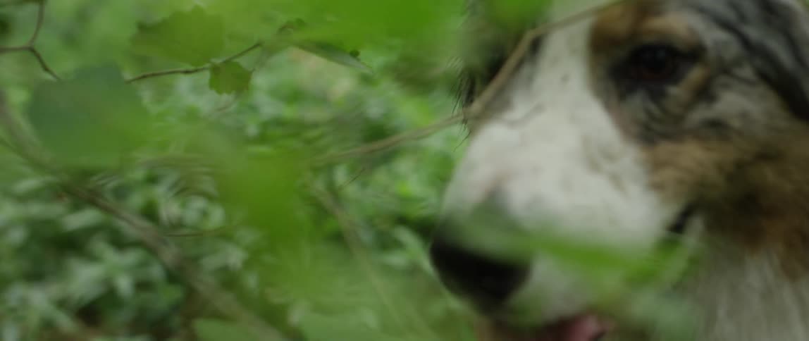 Closeup of a dog amidst the plants