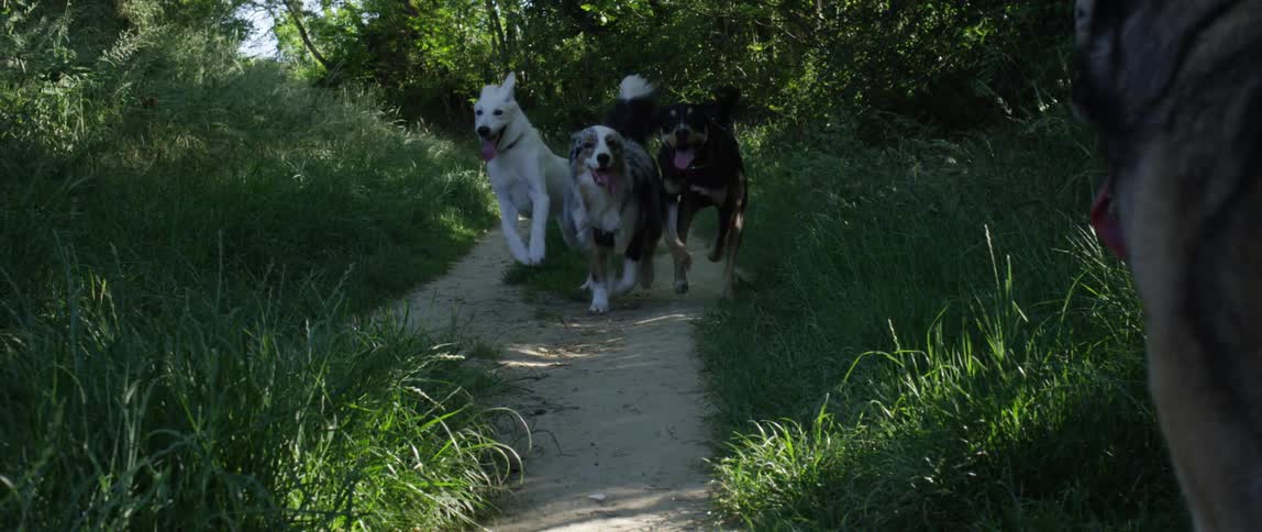 Three dogs running together on a trail in the forest with one dog standing and observing