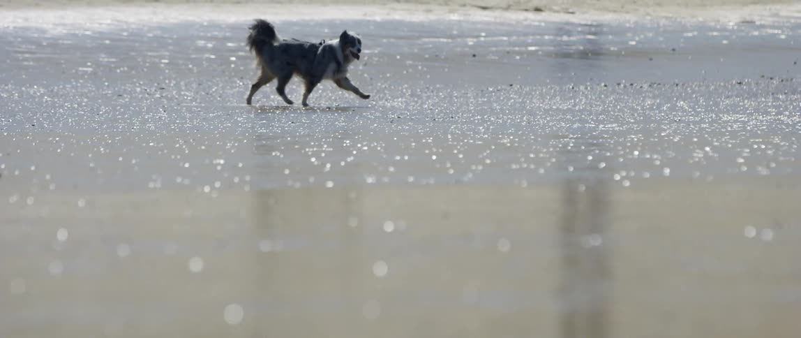 Dog walking on the wet sand of the beach