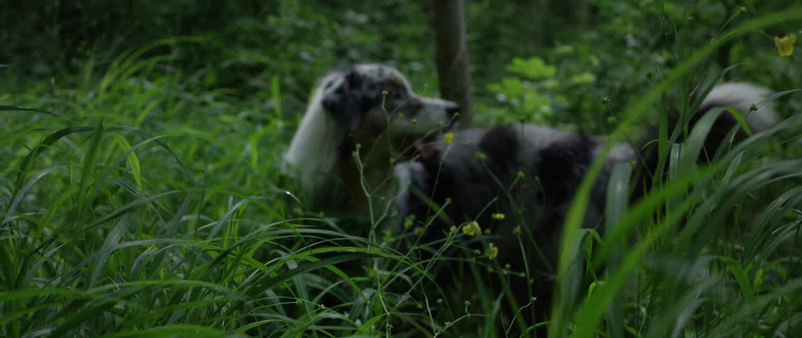 Gray and white dog turns around in tall plants