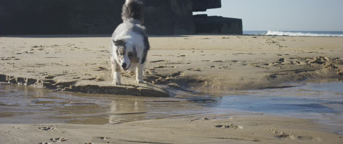 A dog is running in the sand with a small puddle of water