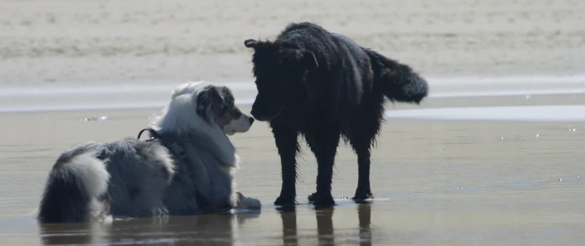 Two dogs on the beach act lovingly towards each other