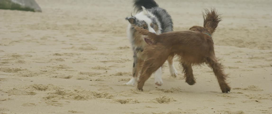 Two dogs playing in the sand on the beach