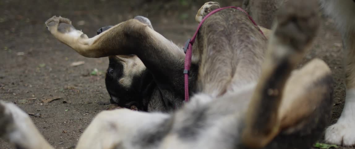 One dog tries to take tennis ball from the mouth of a second dog lying on its back on the ground