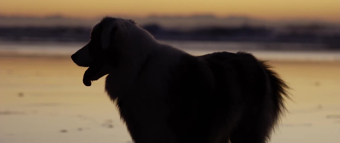 Silhouette of a dog on the beach against a reddish sky