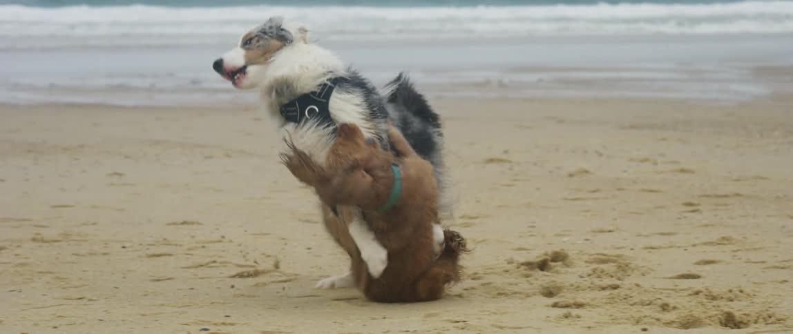Two dogs play and fight on sandy beach