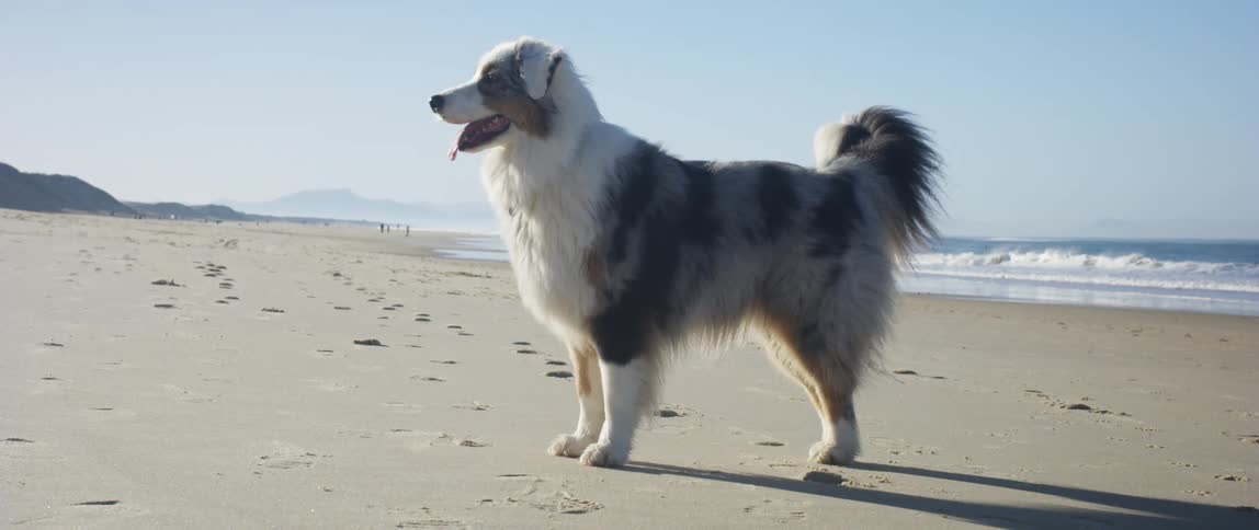 Dog running on the beach in slow motion