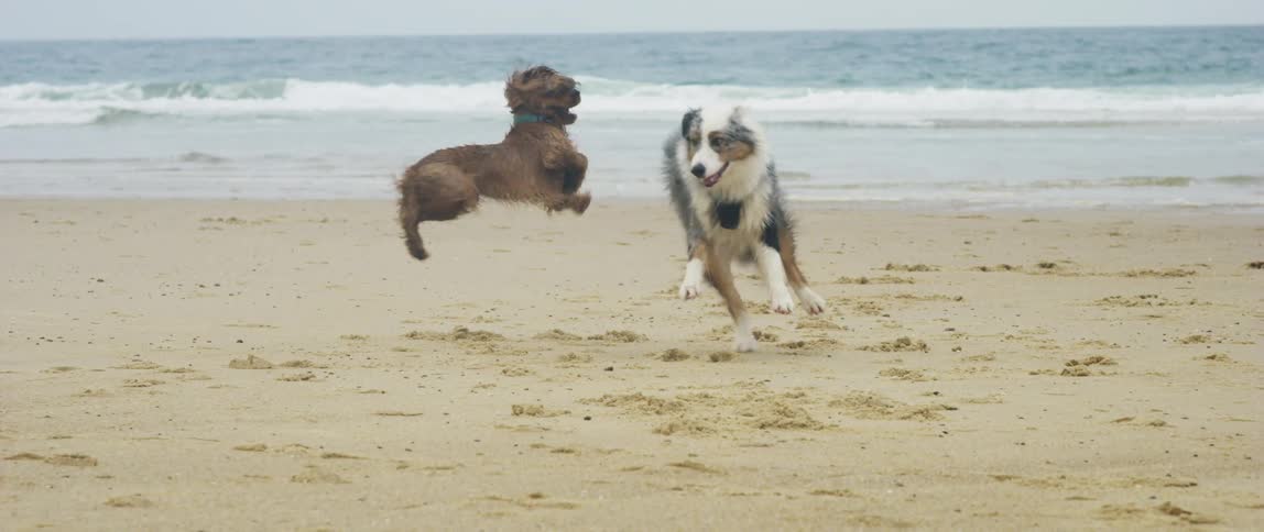 Black and white dog plays with brown dog in the wet sand at the beach
