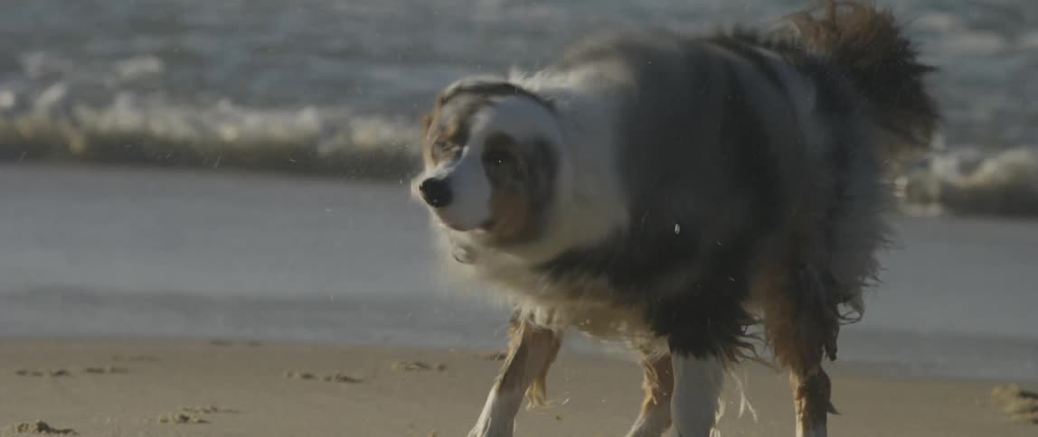 A dog walks on the beach and shakes water off its fur