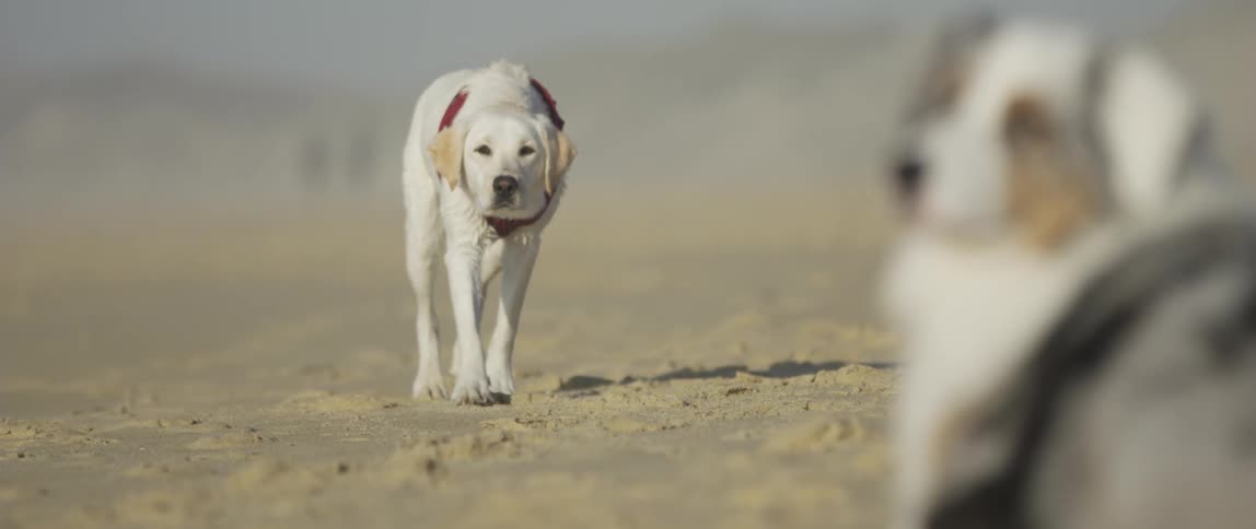 Two dogs are on a lonely beach in the daytime where one dog only walks toward the other when it isnt looking