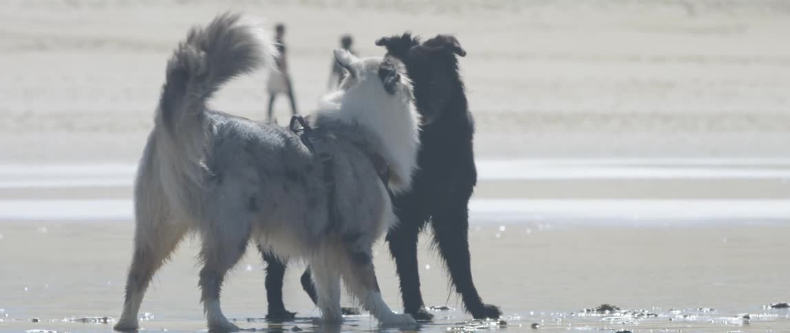 Two dogs playing on the beach on a sunny day