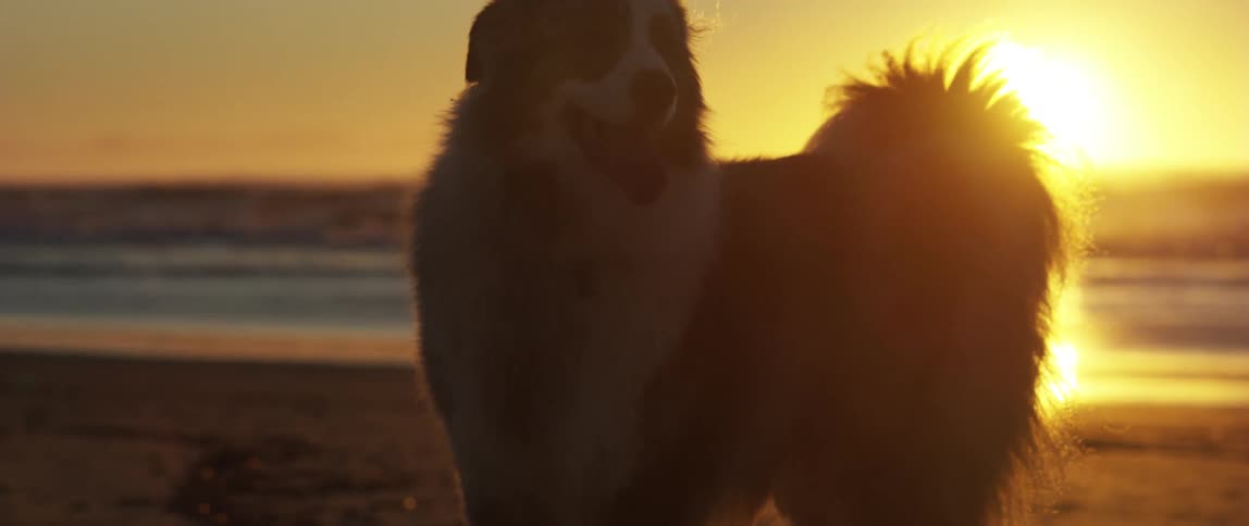 Silhouette of a dog on the beach at sunset