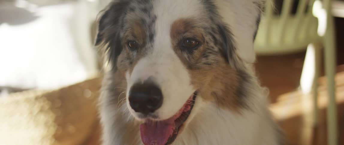 Closeup of the face of an australian shepherd with its tongue out
