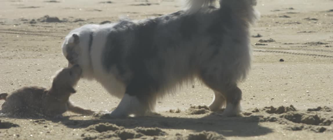 To dogs playing on the beach sand during a sunny day