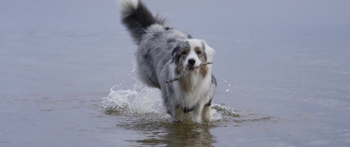 Dog retrieves a stick from a lake