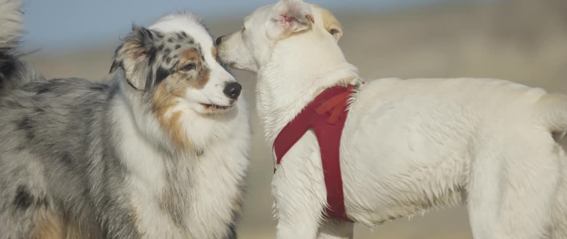 A pair of happy dogs playing in the beach