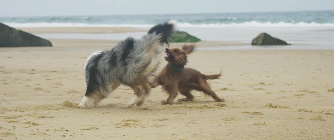 Two dogs playing on the sand by the beach side at daytime