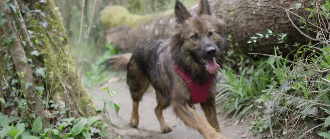 Dog running on a narrow trail in the forest