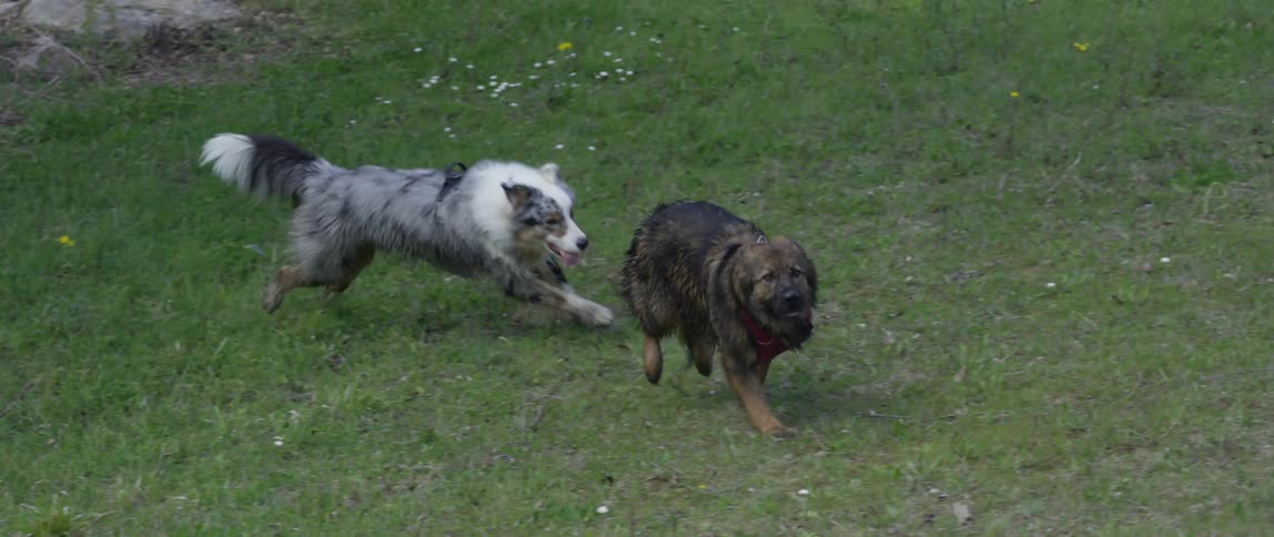 A couple of dogs running around the grass