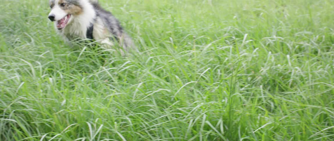 A gray and white dog chases a brown dog through long grass