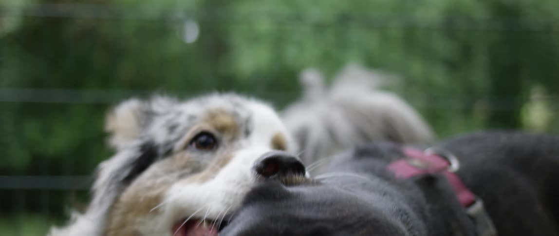 Dog biting the ear of another pet in a playful manner